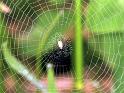 Argiope_bruennichi_F1698_Z_75_Les Gris_Frankrijk